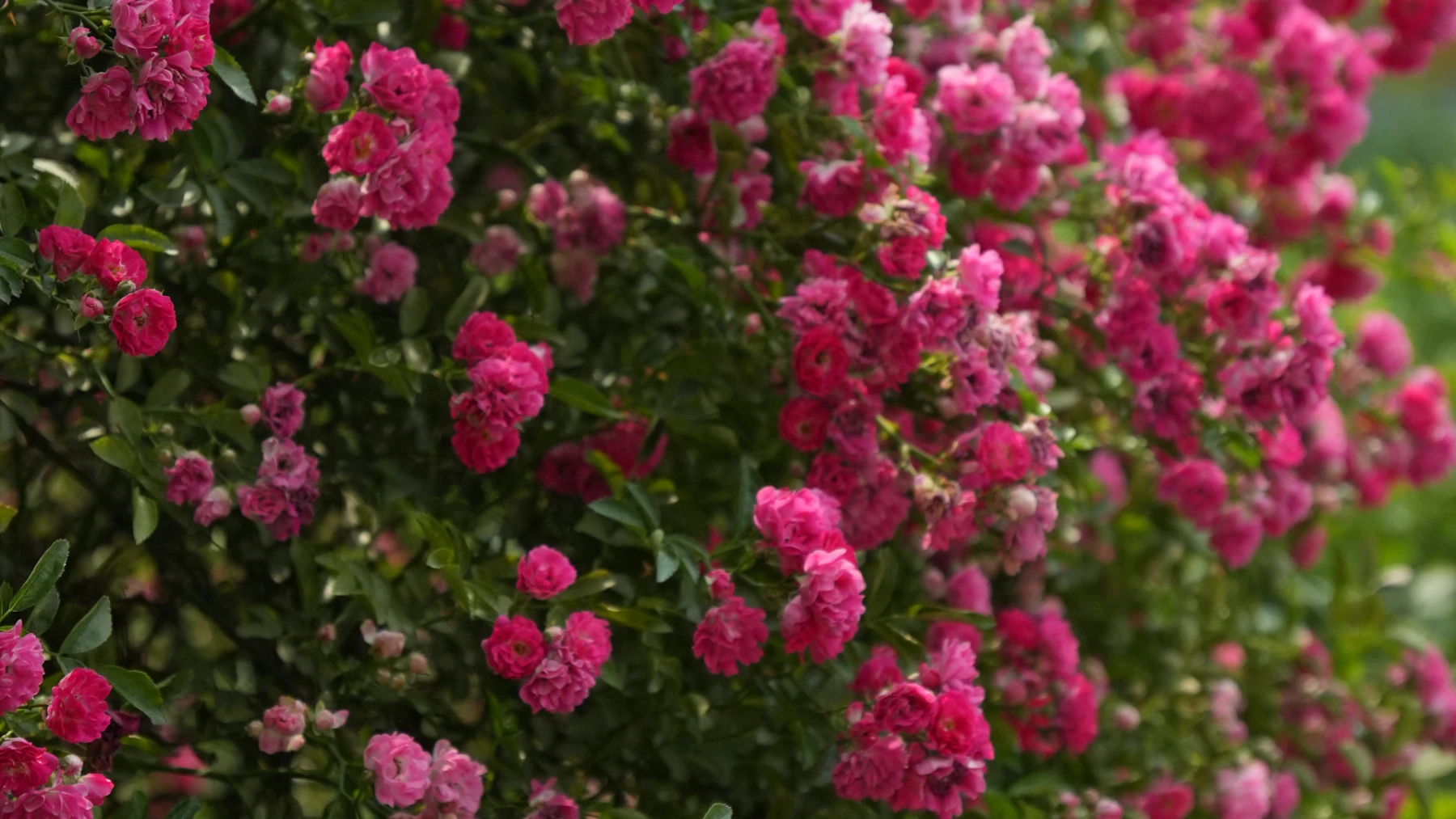 Rose Garden